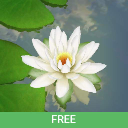 3D Lotus Pond Live Wallpaper Free