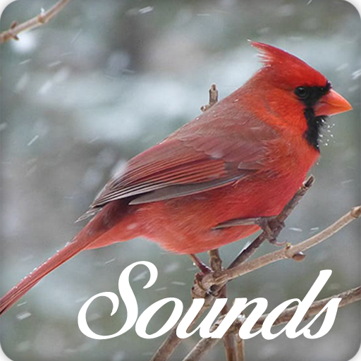 Cardinal Bird Sounds and Ringtone Audio icon