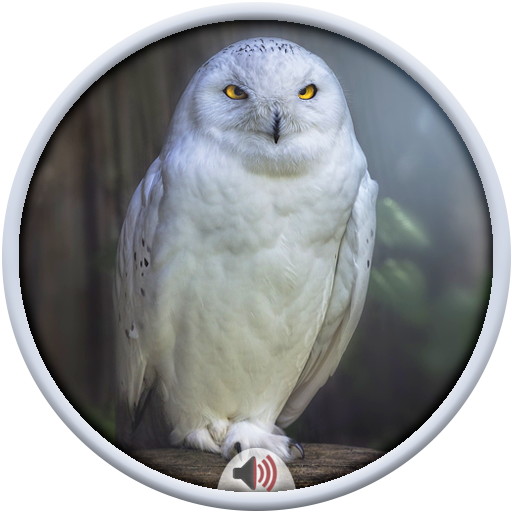 Owl Sounds icon