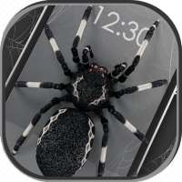 Angry Spiders Live Wallpaper