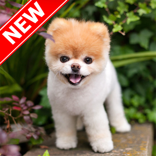 Dog Wallpapers أيقونة