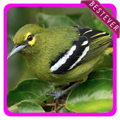 Kumpulan Suara Pikat Burung Cipoh Tergacor 2019 иконка