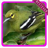 Kumpulan Suara Pikat Burung Cipoh Tergacor 2019 on 9Apps