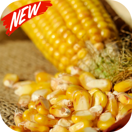 Corn wallpaper icon