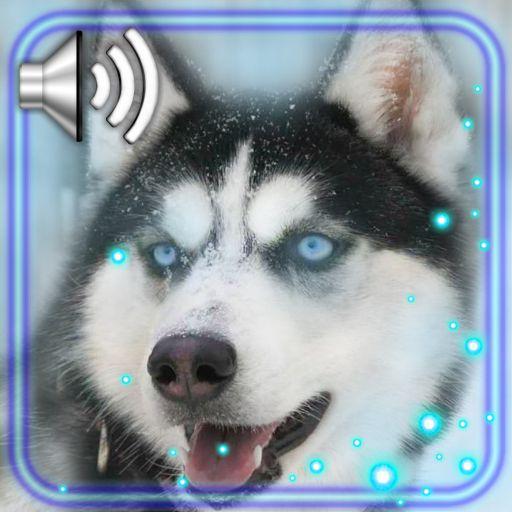 Husky Voice Live Wallpaper icon