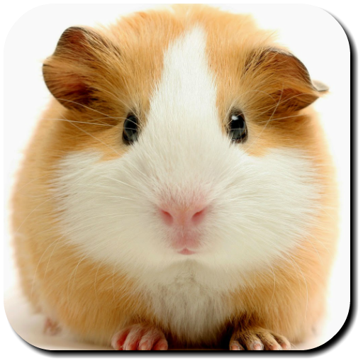 Hamster Wallpapers icon