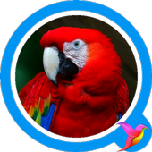Parrot Sounds icon