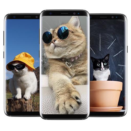 Kitten Wallpapers icon