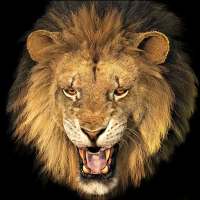 Lion Wallpaper HD + Keyboard on 9Apps