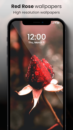 🌹 Rose Wallpaper 2021 4K HD - Rose Backgrounds 🌹 screenshot 2