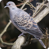 Turtle Dove Bird Call Sounds Ringtone icon