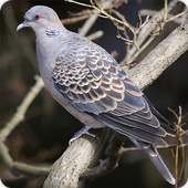 Turtle Dove Bird Call Sounds Ringtone on 9Apps