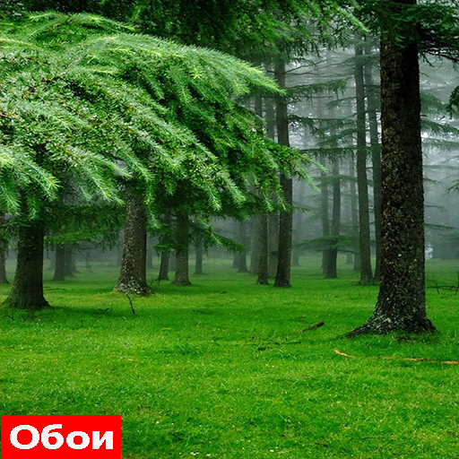 Обои природа для телефона 2021 иконка