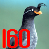 Bird Sounds Bird Puzzle - birds around the world icon