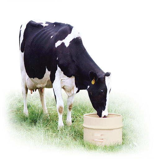 Cattle Farming, cattle USA, cows, cattle breeds icon