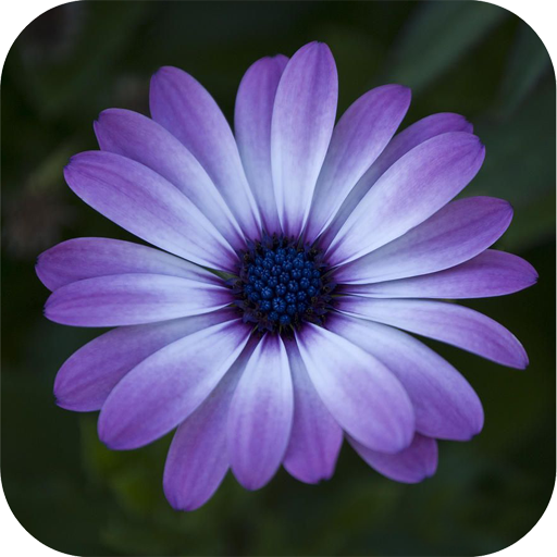 Flower Wallpaper icon