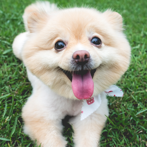 Dog Wallpaper أيقونة