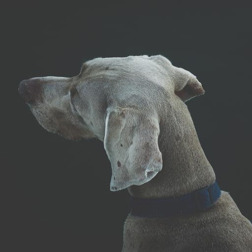 Dogs 2048 icon