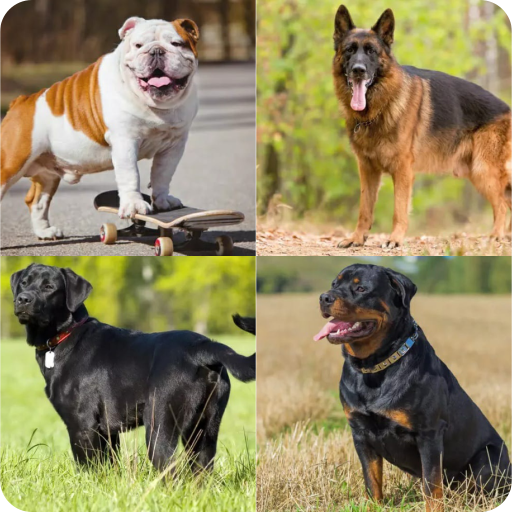 Guess the Dog Breed || Dog Quiz icon