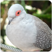 Australian Diamond Dove Bird : Diamond Dove Sounds icon