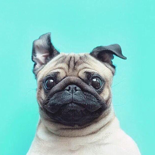 🐶Dog Memes Stickers - WAStickerApps icon