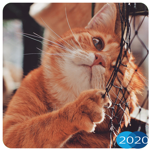 😻 Cute Cat Wallpapers HD 2020  🐱 icon