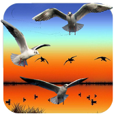 Birds Hunting Sniper Shooting icon