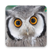 Cool Owl Wallpaper icon