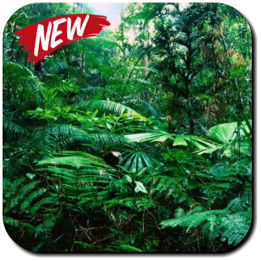 Rainforest Wallpaper icon