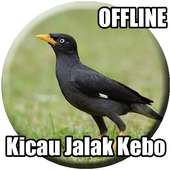 Suara Burung Jalak Kebo Gacor