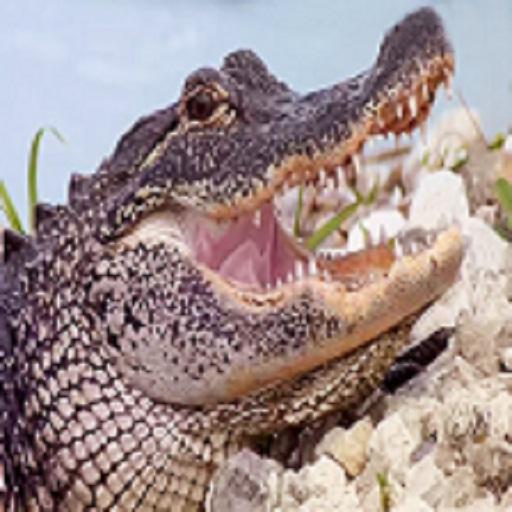 Crocodile sound иконка