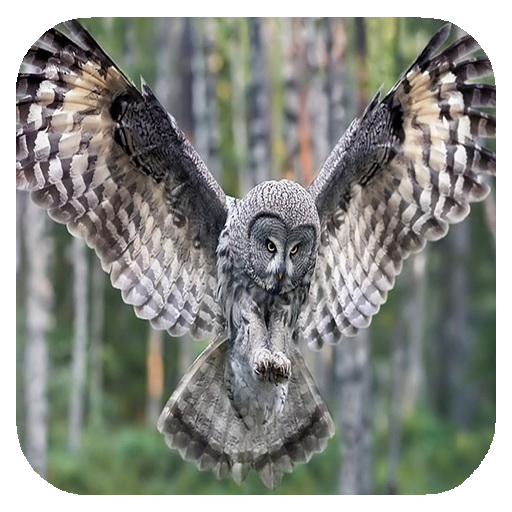 Flying Owl Live Wallpaper icon