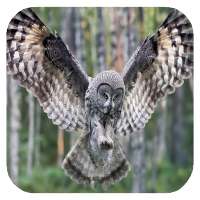 Flying Owl Live Wallpaper