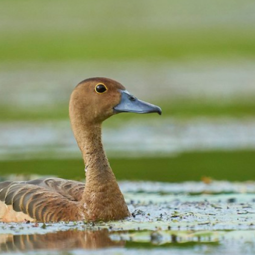 Lesser whistling duck calls icon