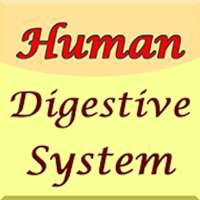 Human Digestive System Guide on 9Apps