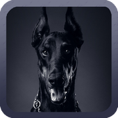 Doberman Dog Wallpaper icon