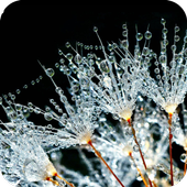 Water Drops HD Wallpaper icon