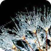 Water Drops HD Wallpaper on 9Apps