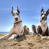 Great Dane Dogs Jigsaw Puzzles icon