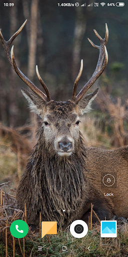 Deer Wallpaper HD screenshot 7