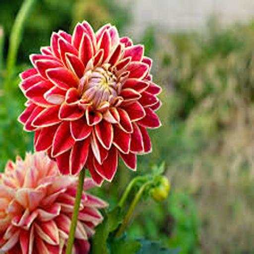 TubeMate screenshot 2