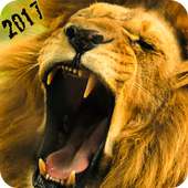 Angry Lion Hunting Season 2017