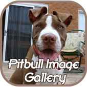 Pitbull Image Gallery icon