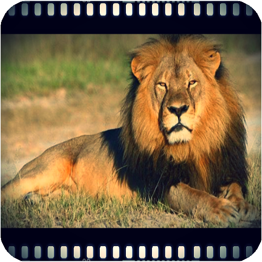 Wild animals documentaries online icon
