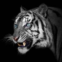 White Tiger Wallpapers on 9Apps