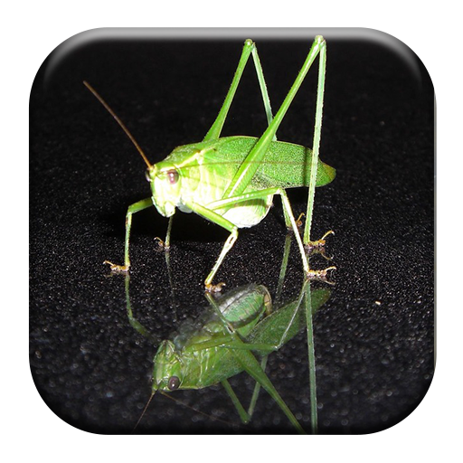 Katydid Sounds icon