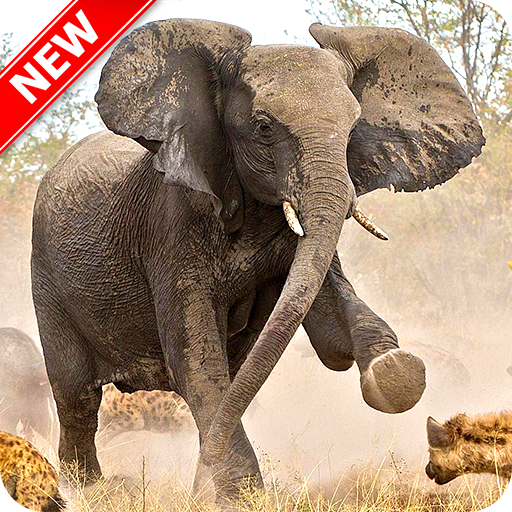 Elephant Wallpaper icon