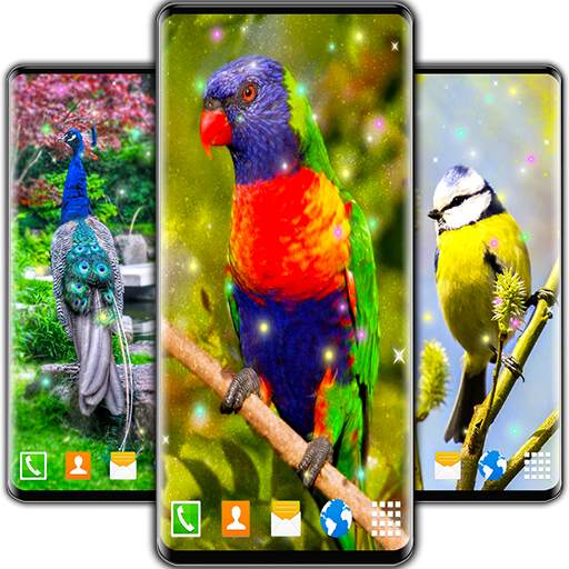 Birds HD Live Wallpaper 🦜 Parrots HD Wallpapers