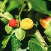 Ashwagandha Benefits - অশ্বগন্ধার উপকারিতা on 9Apps