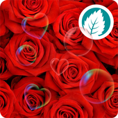 Rose Live Wallpaper icon